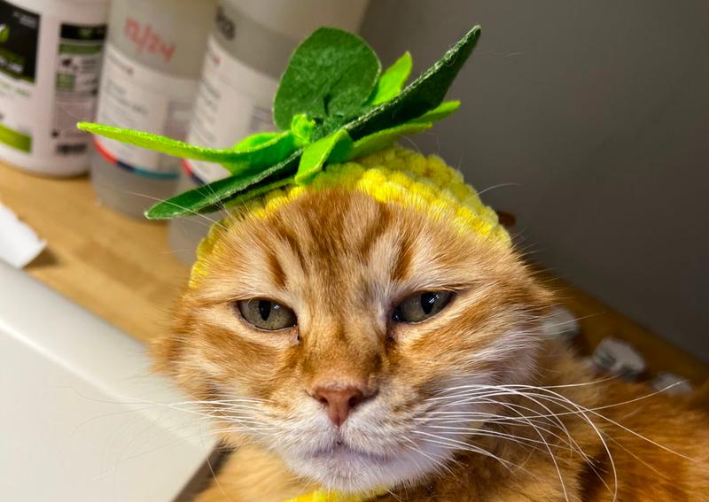 Carousel Slide 2: Cat clients welcome!