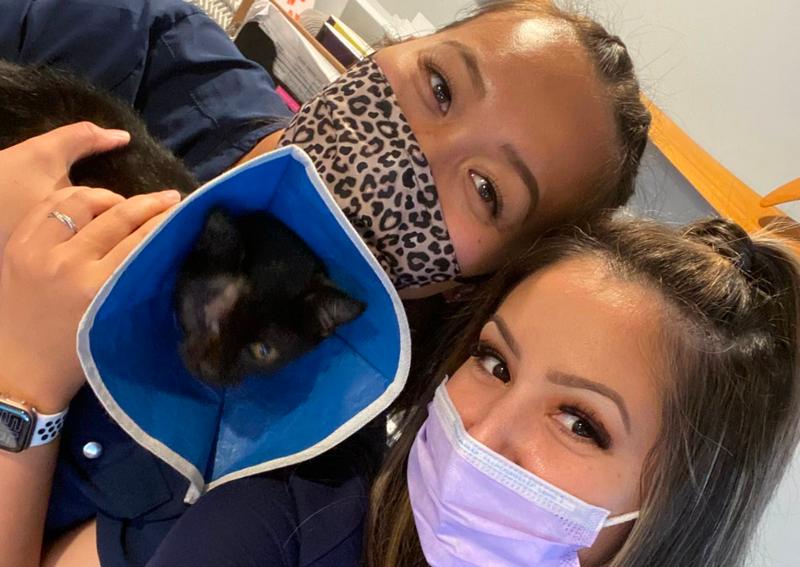 Carousel Slide 3: Cat veterinarian Kahului